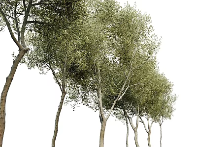 Lush Green Arbor Trees With Multiple Brown Trunks And Fresh Foliage In Natural Landscape 3d model