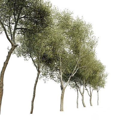 Lush Green Arbor Trees With Multiple Brown Trunks And Fresh Foliage In Natural Landscape 3d model