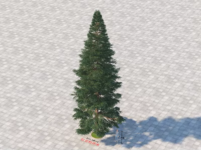 Tall Conical Pine Tree With Green Foliage On Paved Stone Ground 3d model