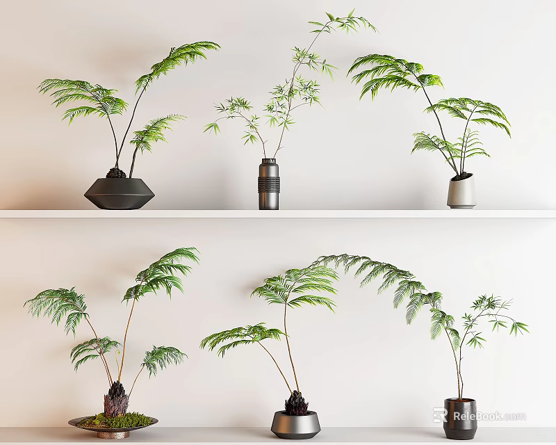 Indoor Bonsai Potted Plants With Green Leaves On White Shelves And Different Pots 3d model 