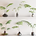 Indoor Bonsai Potted Plants With Green Leaves On White Shelves And Different Pots