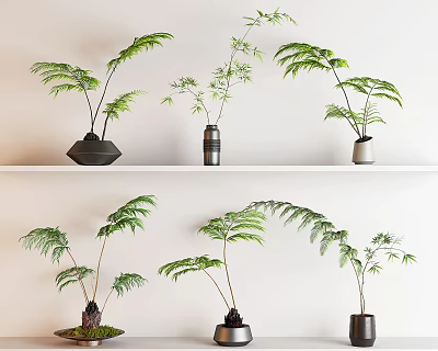 Indoor Bonsai Potted Plants With Green Leaves On White Shelves And Different Pots 3d model