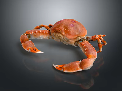 Orange Red Aquatic Crab With Shiny Claws And Segmented Legs On Gray Background 3d model