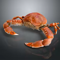 Orange Red Aquatic Crab With Shiny Claws And Segmented Legs On Gray Background