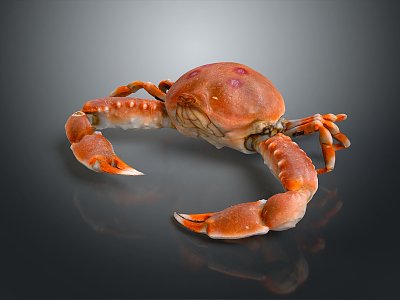 crab sea crab river crab hairy crab bread crab hermit crab big crab small crab marine animal fish 3d model