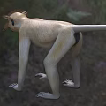 Realistic 3D Monkey Standing In Natural Surroundings 3d model