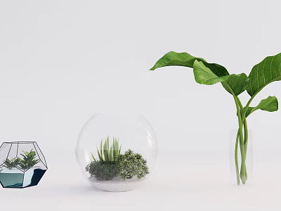 Bonsai Potted Plants in Transparent Glass Containers with Green Leaves and Small Succulents 3d model