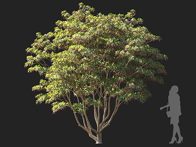 Tall Arbor With Lush Green Foliage And Woman Silhouette Against Black Background 3d model