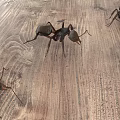 Reptiles Crawling On Natural Wooden Floor Surface