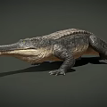 Realistic 3D Crocodile Model With Detailed Skin Texture And Lifelike Pose