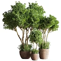 Lush Green Potted Bonsai Trees With Various Sizes And Decorative Pots