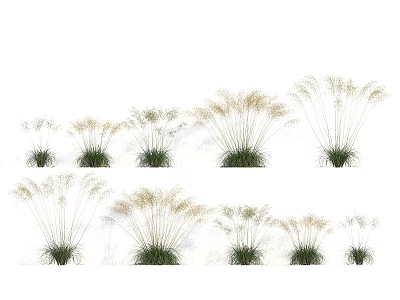 Various Ornamental Grasses With Feathery Plumes And Different Heights On White Background 3d model