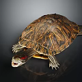 Turtle with patterned shell and red eyes open mouth on black background with reflection