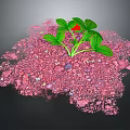 Vibrant Green Leafy Plant With Red Flower Growing In Pink Gravel