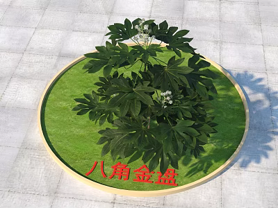 Fatsia japonica Plant With Lush Green Leaves And White Flowers In Circular Green Area 3d model