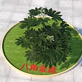 Fatsia japonica Plant With Lush Green Leaves And White Flowers In Circular Green Area