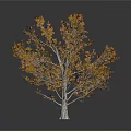 Autumn Tree With Vibrant Orange And Yellow Leaves On Light Colored Trunk