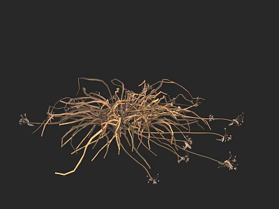 Delicate Stemmed Flowers With Small Blooms And Natural Texture On Black Background 3d model