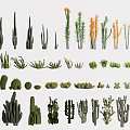 Different Cactus And Succulent Plant Varieties For Indoor Decoration