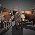 Various Horned Wild Animals Collection Including Deer Antelope Bull On Gray Background