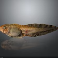 Orange and Brown Fish With Distinct Fins On Dark Background And Visible Reflection