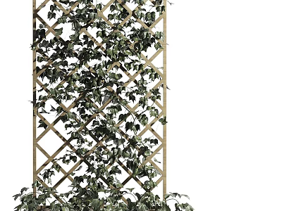 Lush Green Vine Climbing on Wooden Lattice with Dense Foliage 3d model