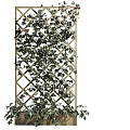 Lush Green Vine Climbing on Wooden Lattice with Dense Foliage