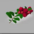 Fresh Plant Branch with Vibrant Red Berries and Lush Green Leaves