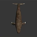 Brown And White Whale With Detailed Texture On Dark Reflective Background