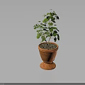 Leafy Green Plant In Terracotta Pot With Pedestal Base On Dark Background