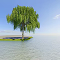 Weeping Willow Tree Growing By Calm Water Under Blue Sky And White Clouds