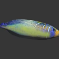Colorful Fish Doll Toy With Blue Yellow Green Hues Spots And Stripes On Black Background