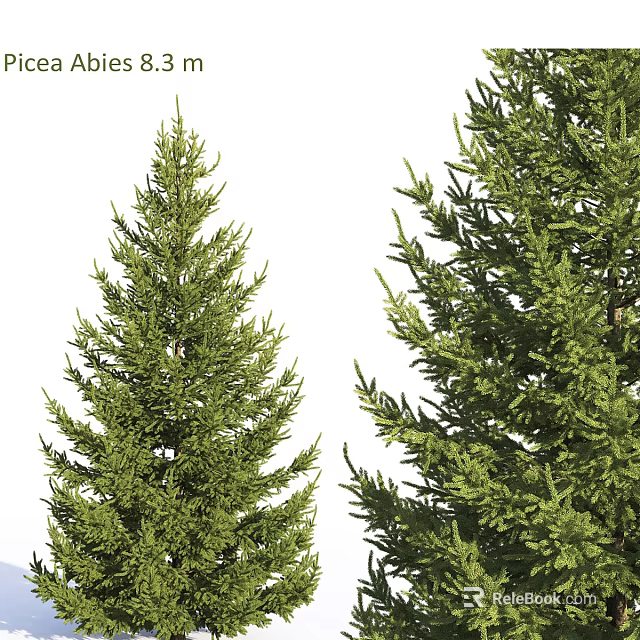 Evergreen Arbor Trees With Lush Green Foliage And Dense Branches 3d model 