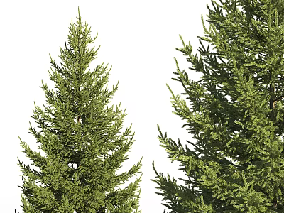 Evergreen Arbor Trees With Lush Green Foliage And Dense Branches 3d model