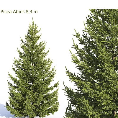 Evergreen Arbor Trees With Lush Green Foliage And Dense Branches 3d model