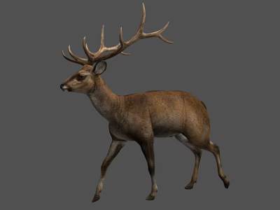 Realistic Brown Deer With Large Antlers Walking On Gray Background 3d model