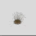 Herbaceous Plant Featuring Slender Leaves Yellow Roots And Height Against Black Background With Centimeter Scale
