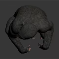 Realistic Chimpanzee Model Sitting Crouched With Detailed Features On Gray Background 3d model