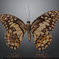 Vibrant Butterfly with Orange Black Patterns and White Spots on Wings and Dark Background Reflection
