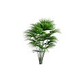 Different Types of Green Leafy Trees With Lush Foliage and Tropical Features