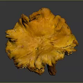 Vibrant Orange Yellow Edible Plant With Ruffled Edges On Gray Background