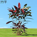 Reclining Flower Calathea Plant With Red Purple Leaves On Green Grass Under Blue Sky