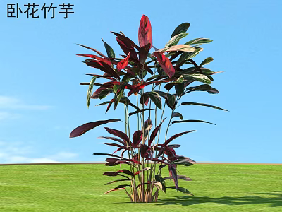 Reclining Flower Calathea Plant With Red Purple Leaves On Green Grass Under Blue Sky 3d model