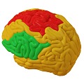 The Modern Brain 3d model