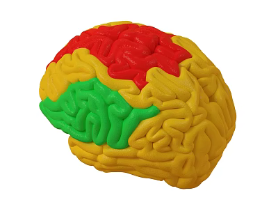 Detailed Human Brain Anatomical Medical Model with Color Coded Sections for Education 3d model