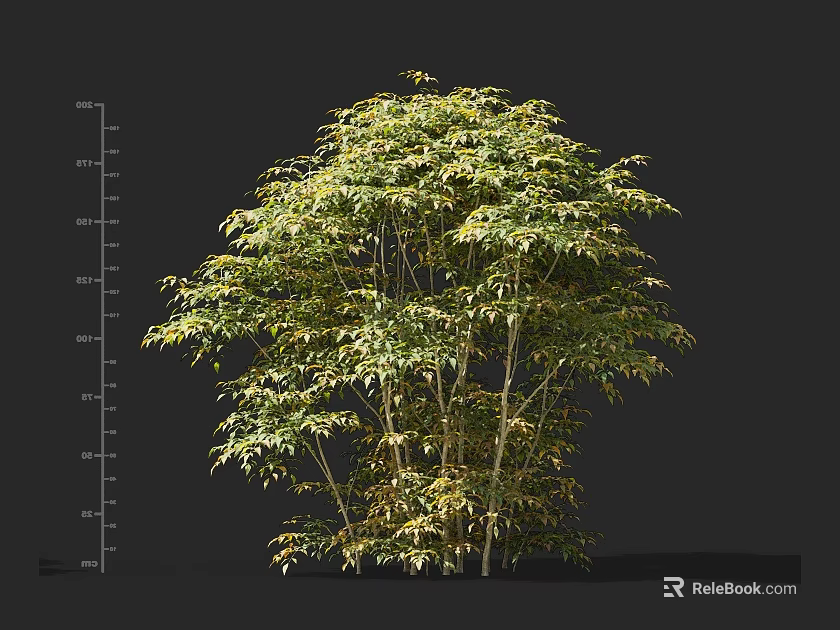 Detailed View Of Bamboo Plant With Measured Height And Lush Green Foliage 3d model 