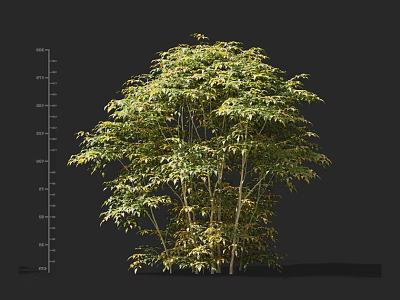 Detailed View Of Bamboo Plant With Measured Height And Lush Green Foliage 3d model