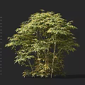 Detailed View Of Bamboo Plant With Measured Height And Lush Green Foliage