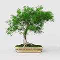 Artistic Bonsai Tree with Twisted Trunk Exposed Roots and Lush Green Leaves in Woven Pot