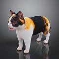 Tricolor Cat Standing On Reflective Surface With Black Orange White Fur And Bright Eyes